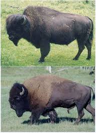 Wood Bison Vs Plains Bison Buffalo Animal Bison Animals Wild