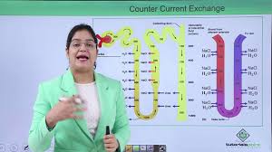 Excretory System Counter Current Mechanism