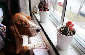 Like dieffenbachia and philodendron, caladium contains sharp calcium oxalate crystals in. Are Succulents Poisonous To Dogs Lovetoknow