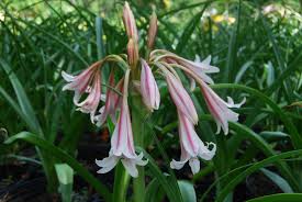 Image result for Crinum harmsii
