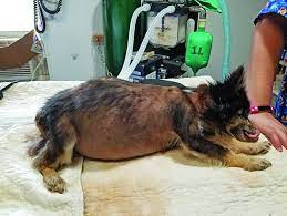 Liver cancer surgery for dogs. Liver Disease In Dogs Whole Dog Journal