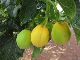 Image result for Jatropha botswanica