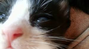 Kucing persia untuk kucing persia bentuk wajahnya cukup bulat dengan hidung yang kebanyakan pesek untuk persia peaknose atau tidak terlalu mancung untuk kucing persia medium. Kucing Hitam Putih Youtube