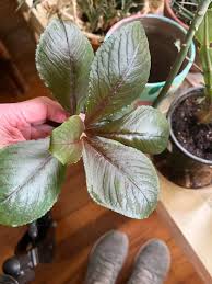 Image result for Felicia grantii