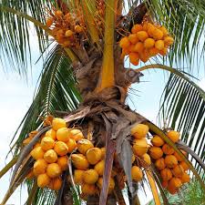 $23.99 get fast, free shipping with amazon prime & free returns Fruit Of Coconut Tree Stock Photo Picture And Royalty Free Image Image 19894924