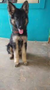 We live in northern illinois and got a german shepherd puppy with papers but could not breed her (bad breeding shepherds are prone to hip displaysia, so check that the parents didn't have it and the pup should be checked out. German Shepherd Puppies Price In India Petbutty
