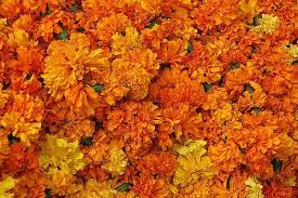 Marigolds Marigold Flower Birthday Month Flowers October Flowers