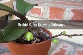 The spike should be cut between the scar that's left by the first flower and the last node (that little lump) on the stem. Orchid Spike Care Common Problems And Their Treatment Everyday Orchids