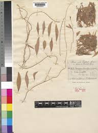 Image result for Ceropegia stenantha