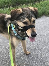 Some are very young, some are recovering from surgery, and others need additional socialization. Pets For Adoption At Alaska Animal Rescue Friends Aarf In Anchorage Ak Petfinder