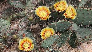 Image result for Opuntia