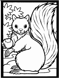 The body of a squirrel is usually about 15 cm long with a tail that can grow to 18 cm in length. Squirrel Coloring Page For Kids Free Printable Picture