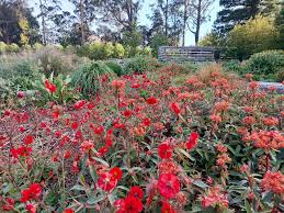 Image result for Enneapogon scoparius