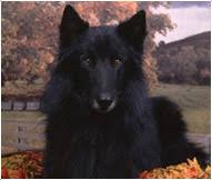 She recently had a litter of eight pups but was found with nine babies when donna warner went out to the barn to check on her one morning. Belgian Sheepdog Breed Facts And Personality Traits Hill S Pet