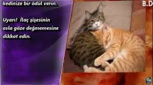 Kediye Goz Damlasi Nasil Damlatilir Youtube