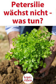 Petersilie Im園したfur Ein Traum Doch Manchmal Wachstダkraut Im Fruhjahr Einfach Nicht Wir Haben Tipps Zur In 2020 Gardening Tips Planting Vegetables Growing Hydrangeas