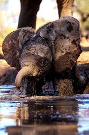 Baby Elephant Mud Bath Elephant Animals Beautiful Cute Animals