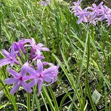 Image result for Tulbaghia alliacea