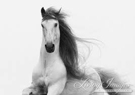 Beautiful Black And White Horse Photography Horse Photography Horse Wall Art Black And White Andalusian Stallion Equine Art Horse Print White Stallion Home Decor Stallion S Glory Horses Horse Photography Pretty Horses