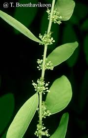 Image result for Phyllanthus beillei