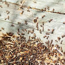 Our pinellas pest control company looks forward to assisting you with your pest control treatment. Pest Control Services Tarpon Springs Exterminator Pinellas County Fl
