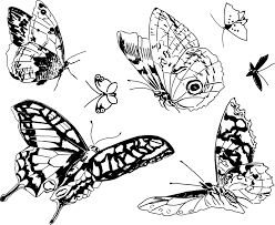 Sketsa kupu kupu berwarna is a totally free png image with transparent background and its resolution is 1280x1191. Kupu Model Tahun Sketsa Gambar Gratis Di Pixabay