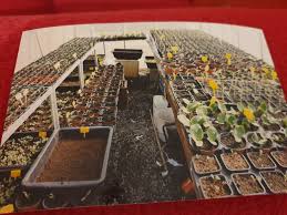 Les courgettes, courges, concombres et globalement toutes les cucurbitacées sont sensibles à l'oïdium. Quand Planter Les Courgettes En Pleine Terre