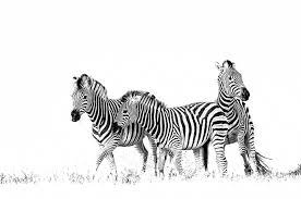Black And White Printed Image Of Zebras By Wildlife Photographer Dave Hamman Wildlife Prints Black And White African Art African Animals