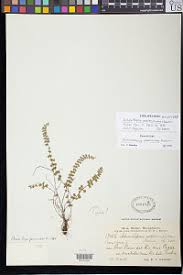 Image result for Actiniopteris pauciloba