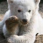 wolves at the door animal spotted in canton of zurich animals wolf species