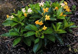 Hymenosporum Flavum Native Frangipani Lushious Lushious Is A Dwarf Form Of The Lovely Hymenosporum Flavum Native Garden Fragrant Garden Australian Plants
