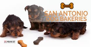 Dog treat indestructible durable smart dog activity treat toy. Dog Bakeries In San Antonio Sit Means Sit San Antonio