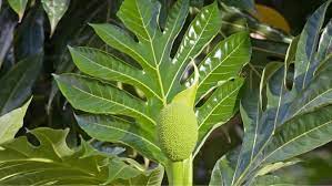Beberpa perusahaan obat herbal besar pun gencar membuat ekstrak daun sukun yang bermanfaat untuk tubuh. Benarkah Daun Sukun Bermanfaat Untuk Kesehatan