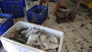 Jenis ikan ini juga banyak ditemukan di berbagai wilayah indonesia dengan beragam jenisnya yang terdapat di air tawar.selain rasanya yang nikmat, jenis ikan ini memiliki. Harga Ikan Bawal Putih Kembali Stabil Di Pantai Depok Bantul Tribun Jogja
