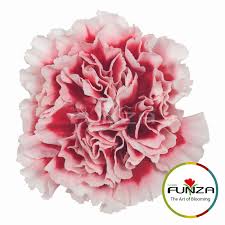 Cheerio Carnations Flowers Rose