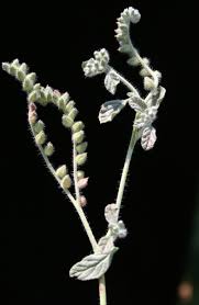 Image result for Heliotropium supinum