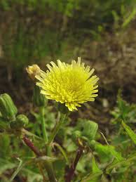 Image result for Sonchus wilmsii