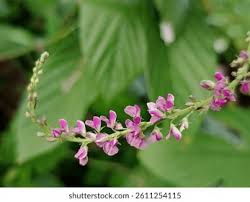 Image result for Pleurolobus