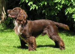 Black And Brown Working Cocker Spaniel Cocker Spaniel Working Cocker Cocker Spaniel Working Spaniel
