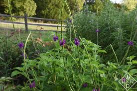 Image result for Stachytarpheta urticifolia