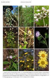 Image result for Laggera crispata