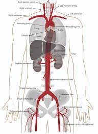 Aorta Anatomy Uf Health Aortic Disease Center Diseases Treatment Uf Health University Of Florida Health