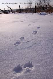 Fox Tracks Window On The Prairie Fox Tracks In Snow Animal Tracks Winter Animals