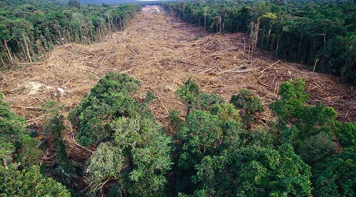 Resultado de imagem para desmatamento na amazonia"