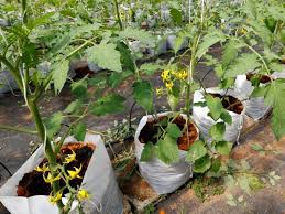Of course, the more plants you want to grow the larger bags you will need. How To Grow Tomatoes In Grow Bags A Complete Guide