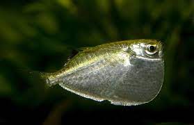 The Hatchetfish Cute Baby Animals Animals Baby Animals
