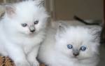 Ragdoll Kittens For Sale by Reputable Breeders | Pets4You