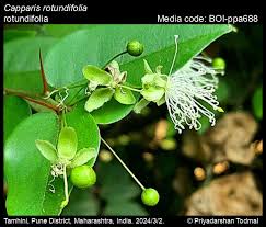 Image result for Capparis citrifolia