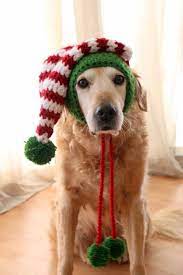 Crochet Pattern Elf Hat For Dogs Dog Elf Hat Pattern Etsy In 2021 Dog Sweater Crochet Pattern Crochet Dog Hat Crochet Dog Clothes