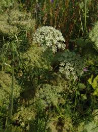 Image result for Agrocharis pedunculata